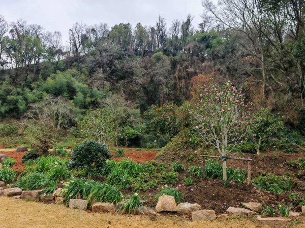 上海公园双喜临门：国家植物园获批在即，芳香山茶花谷开放